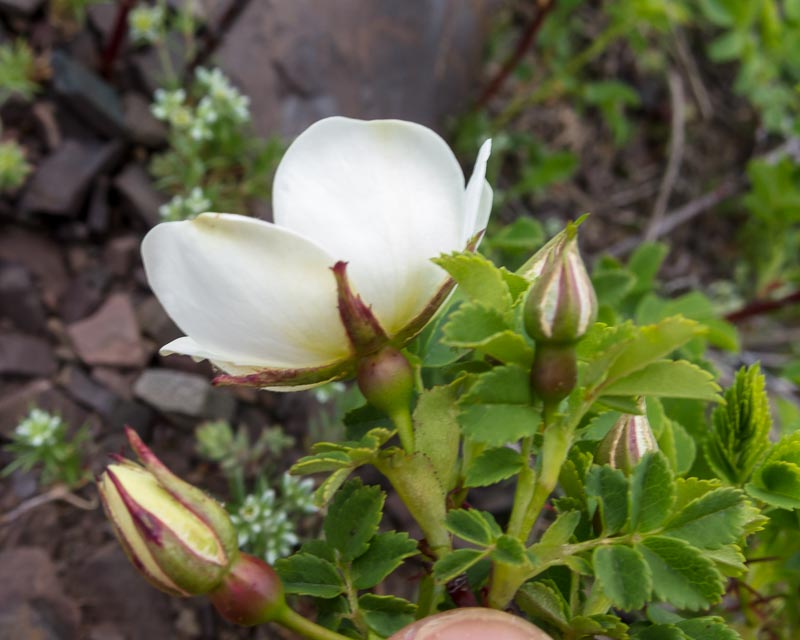 Rosa spinosissima / Rosa di macchia